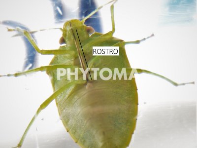 Acrosternum sp